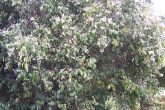 Syzygium zeylanicum